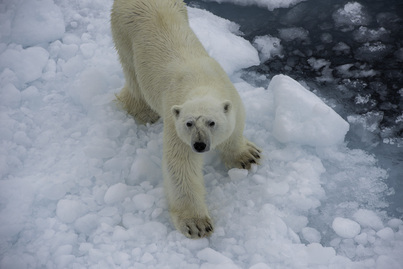 ocean adventure polar bear cruise