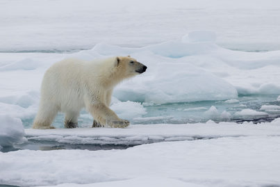 Spitsbergen: Realm of the Ice Bear | Sylvia Earle | iExpedition