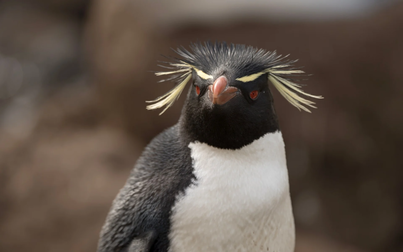 The long way cruise | SH Minerva | IExpedition