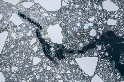 Antarctic Peninsula In Depth | SH Minerva | IExpedition