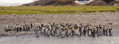 South Georgia & Antarctica | Ocean Explorer | iExpedition