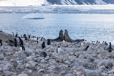 Antarctic Peninsula: An Immersive Odyssey | Ocean Nova | IExpedition