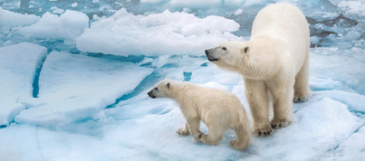 West Svalbard | Sea Spirit | IExpedition