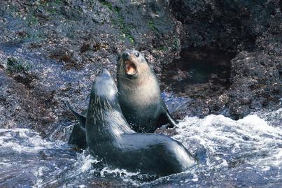 hondius atlantic odyssey cruise