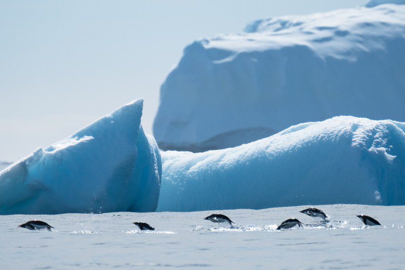 Penguins jumping antarctica icebergs