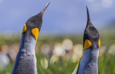 Falkland Islands, South Georgia & Antarctica | Ocean Victory | IExpedition