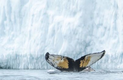 Greenland Explorer | Ocean Victory | IExpedition