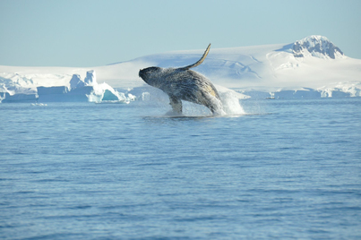 plancius antarctica cruise